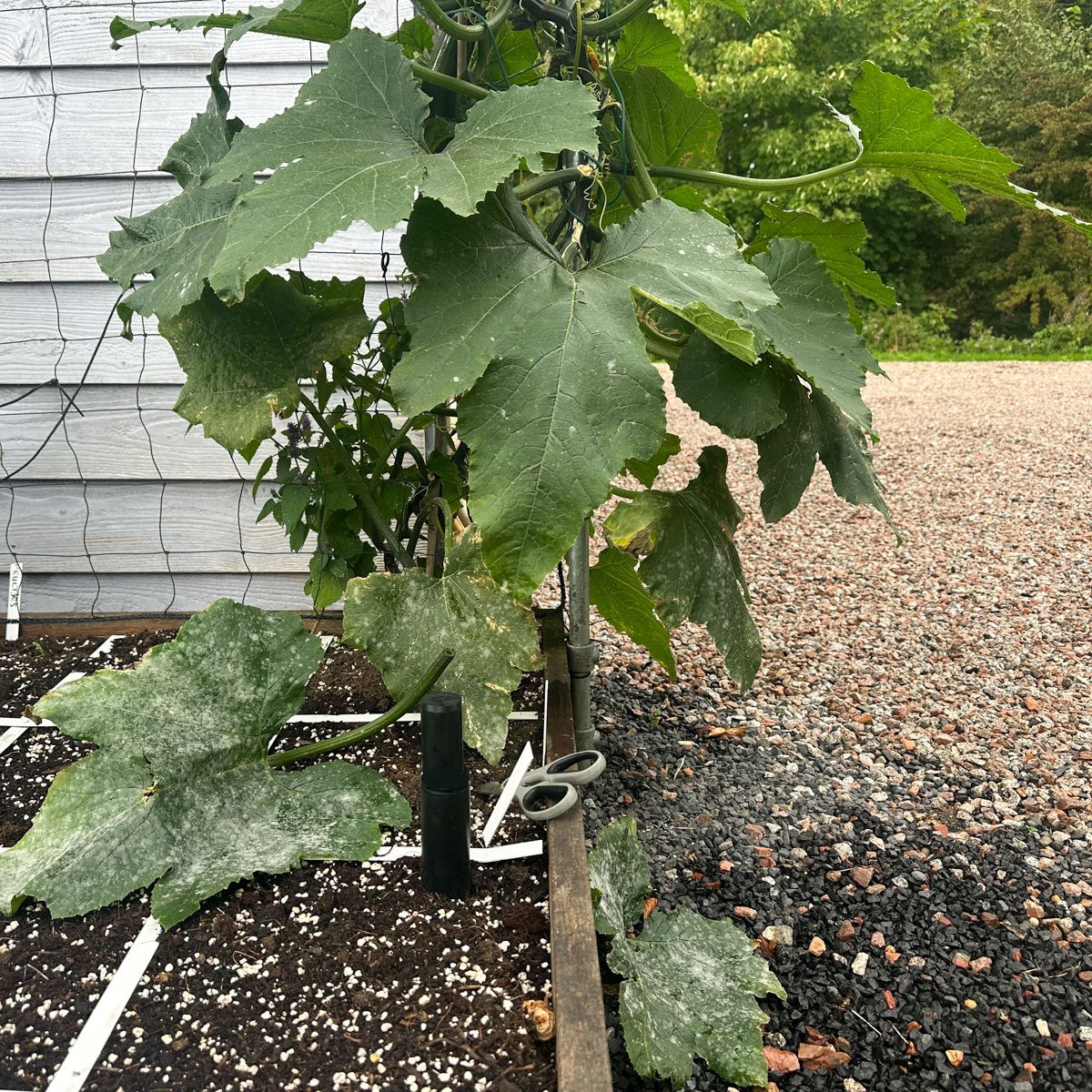 Courgetteblad dat is aangetast door meeldauw