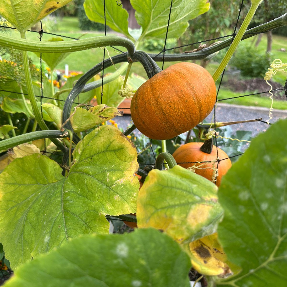 Pompoenen die van groen naar oranje verkleuren