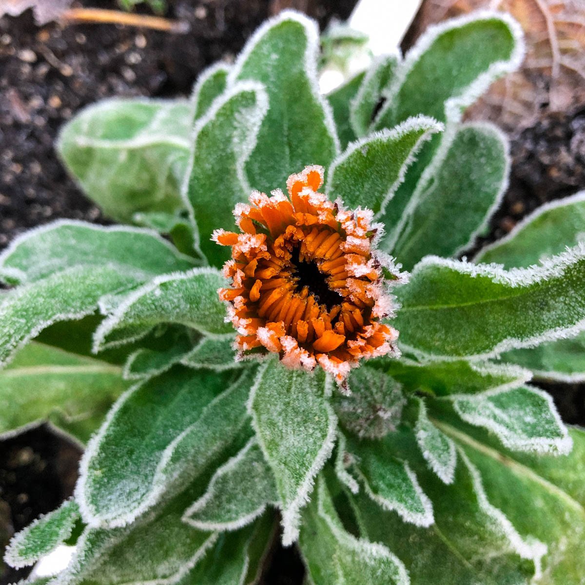 Bloeiende goudsbloem in de Makkelijke Moestuin