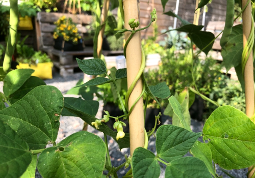 New runner beans growing in the Makkelijke Moestuin in September