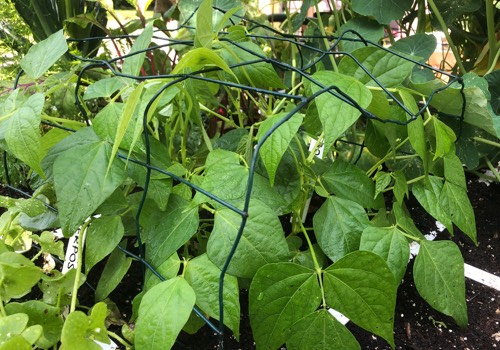 The butter beans sowed at the end of July look healthy and strong in September