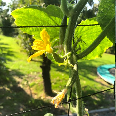 Flowering cucumber in the Makkelijke Moestuin in early September