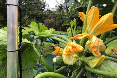 Attach your climbing zucchini to your trellis as it grows longer