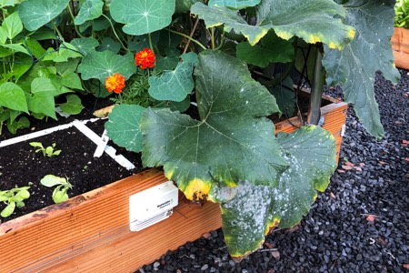 White mildew can be quick to appear on cucumber leaves after wet or cold weather