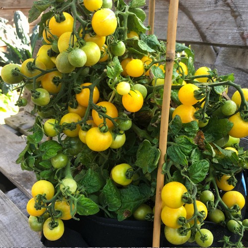 Yellomatoes - Gourmandise cherry tomatoes - overflowing from an MM-mini grow bag