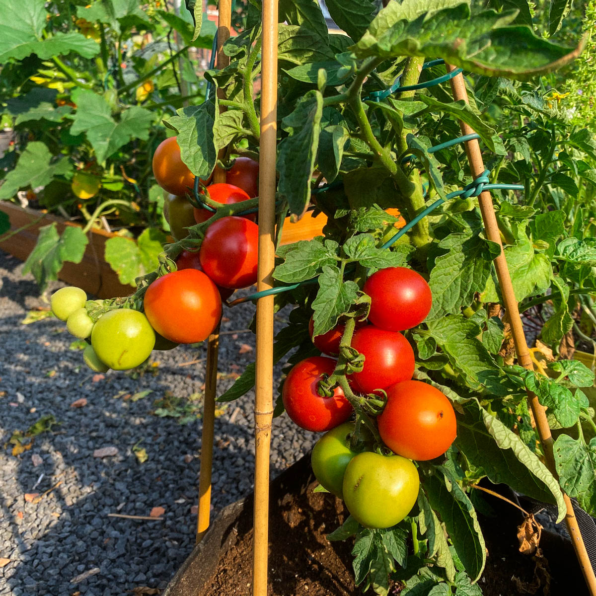 Bush tomato Maya in an MM-Mini