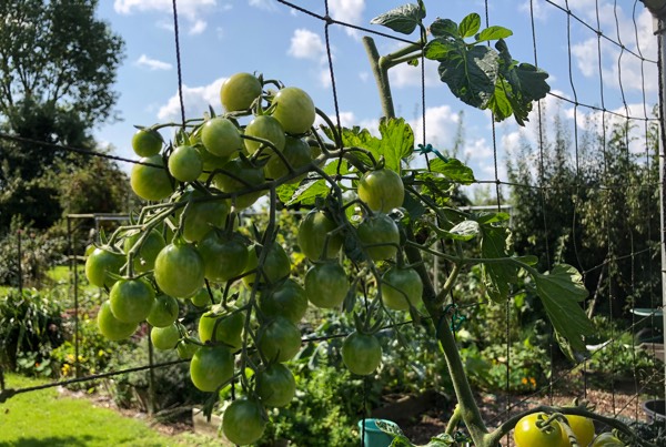 A topped tomato plant at the end of August