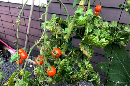 Ugly leaves on the tomato plant