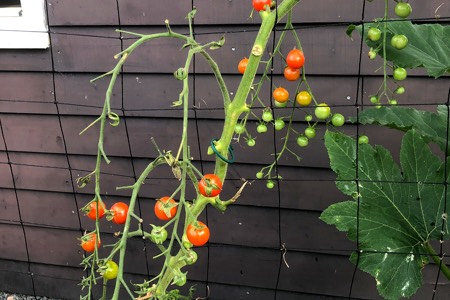 Bare tomato plant: as long as you leave a few leaves when pruning, your plant will be fine