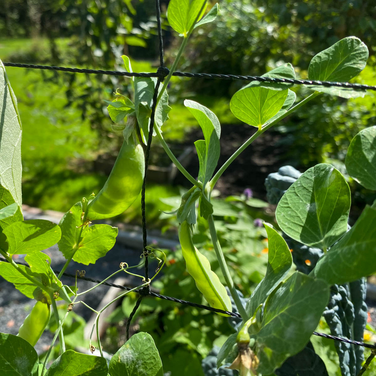 In the fall, the peas inside the pods grow faster than un the spring