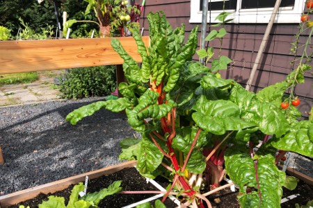 Bolted chard at the start of September