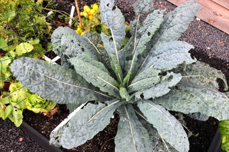 Dino kale can handle damage done by hungry caterpillars and butterfly attacks