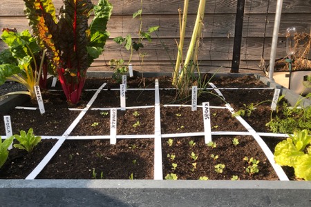 Newly sown Makkelijke Moestuin squares in late August or early September
