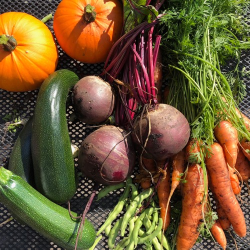Harvesting from raised beds in September