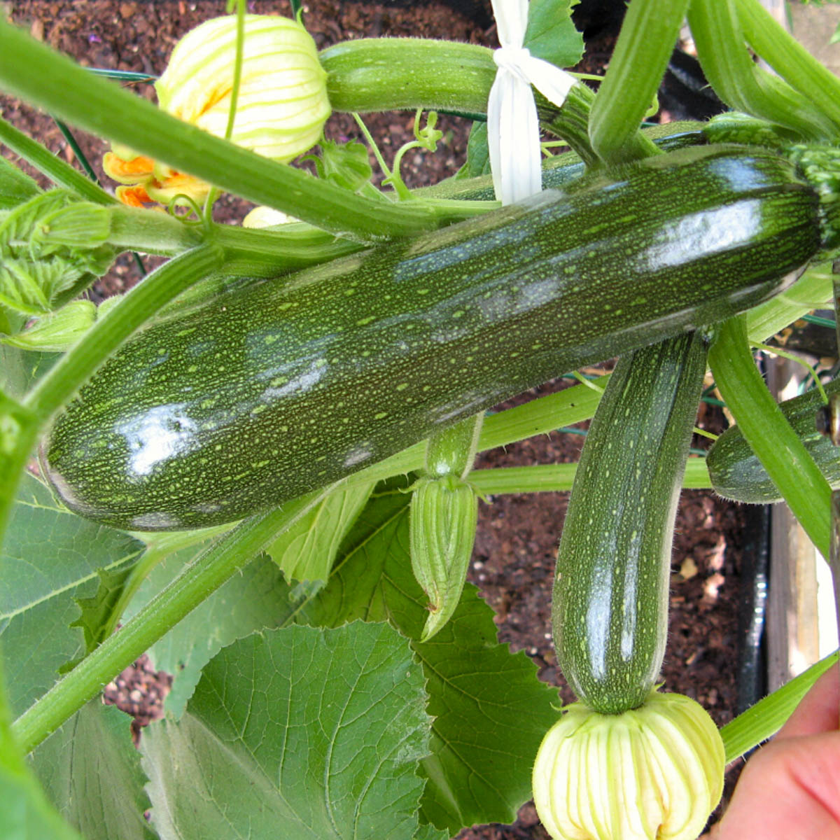 Klimmende courgette voor cupcakes met blauwe bessen