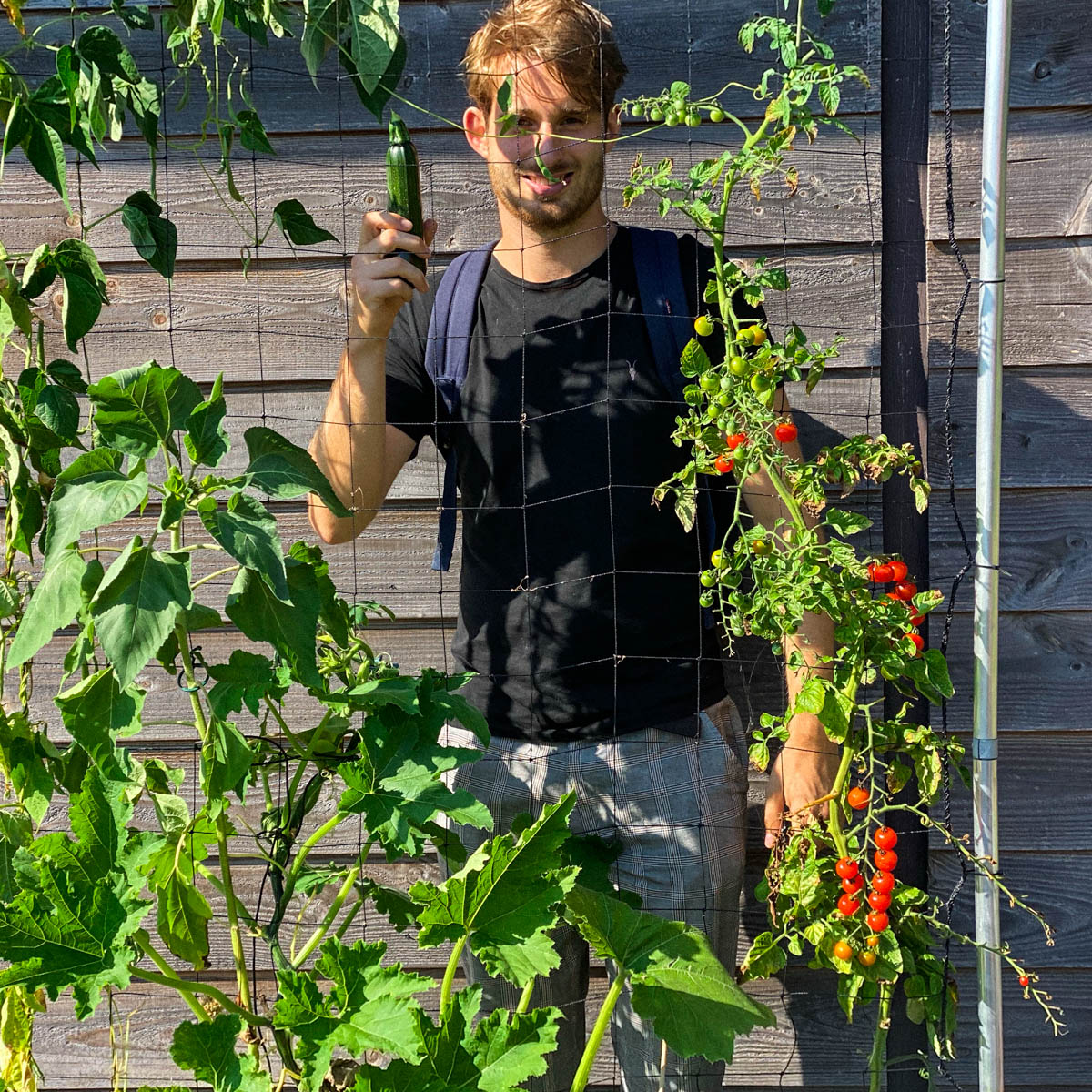 Eind augustus in de Makkelijke Moestuin: volop oogsten