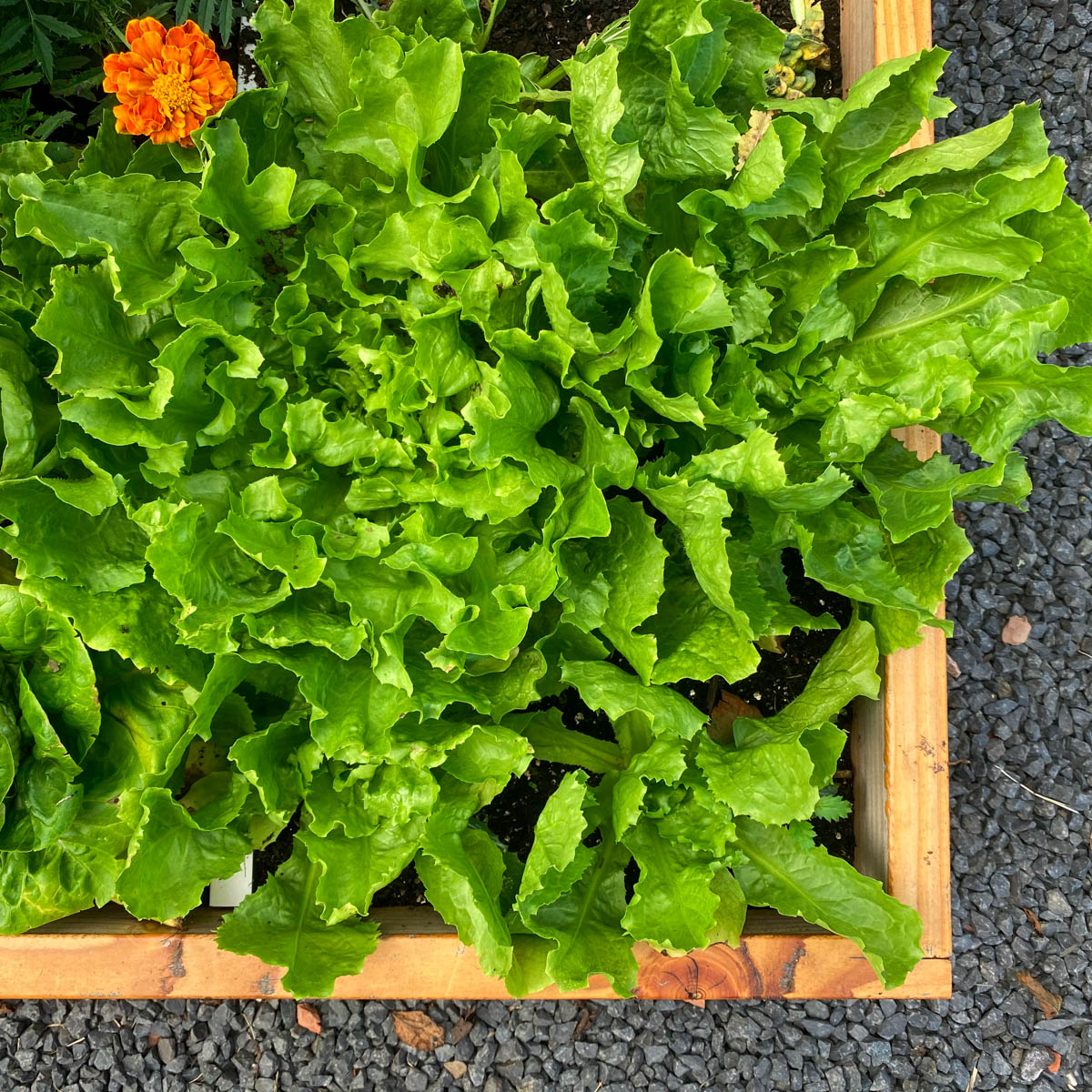Andijvie in de Makkelijke Moestuin