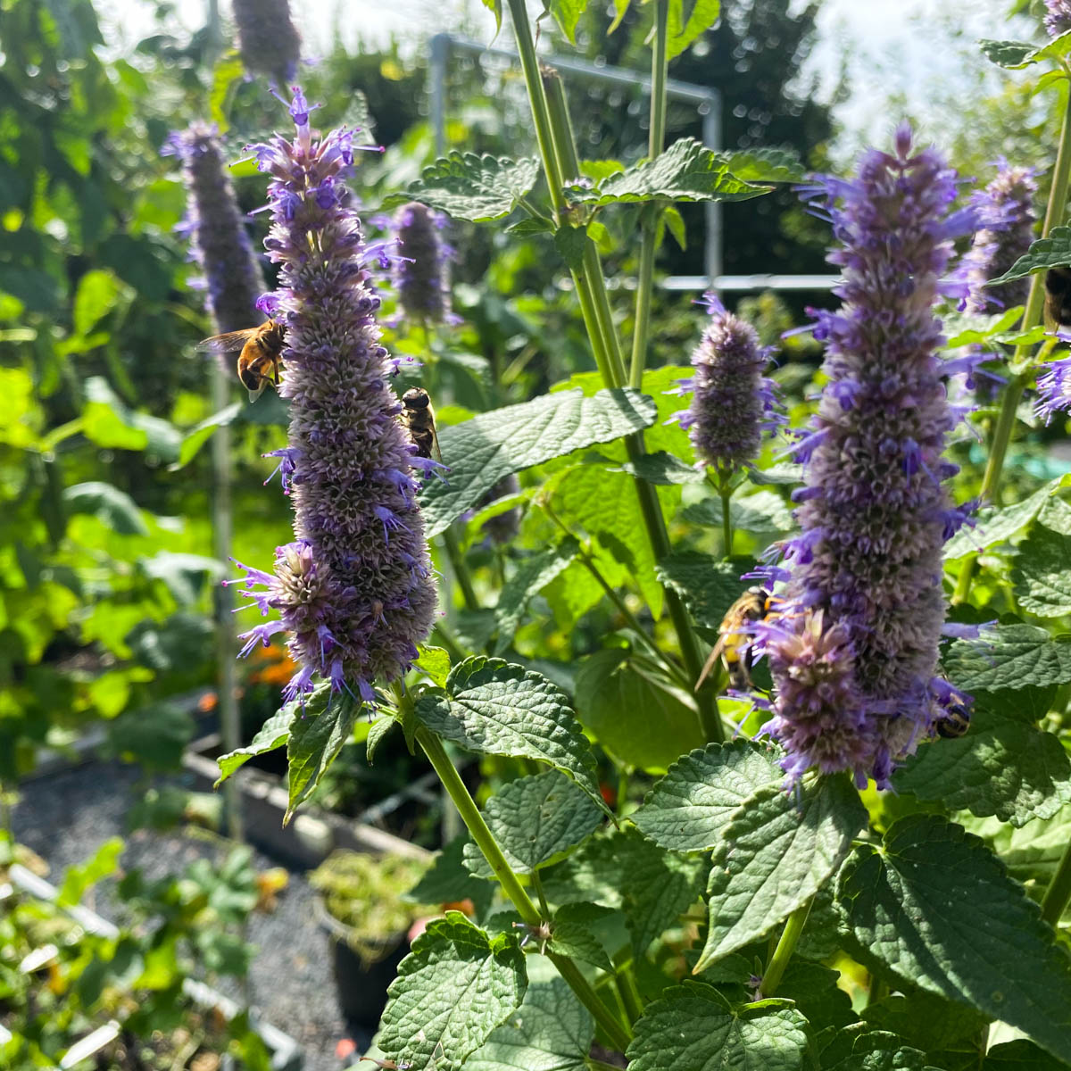 Bijen en hommels op de dropplant in de Makkelijke Moestuin