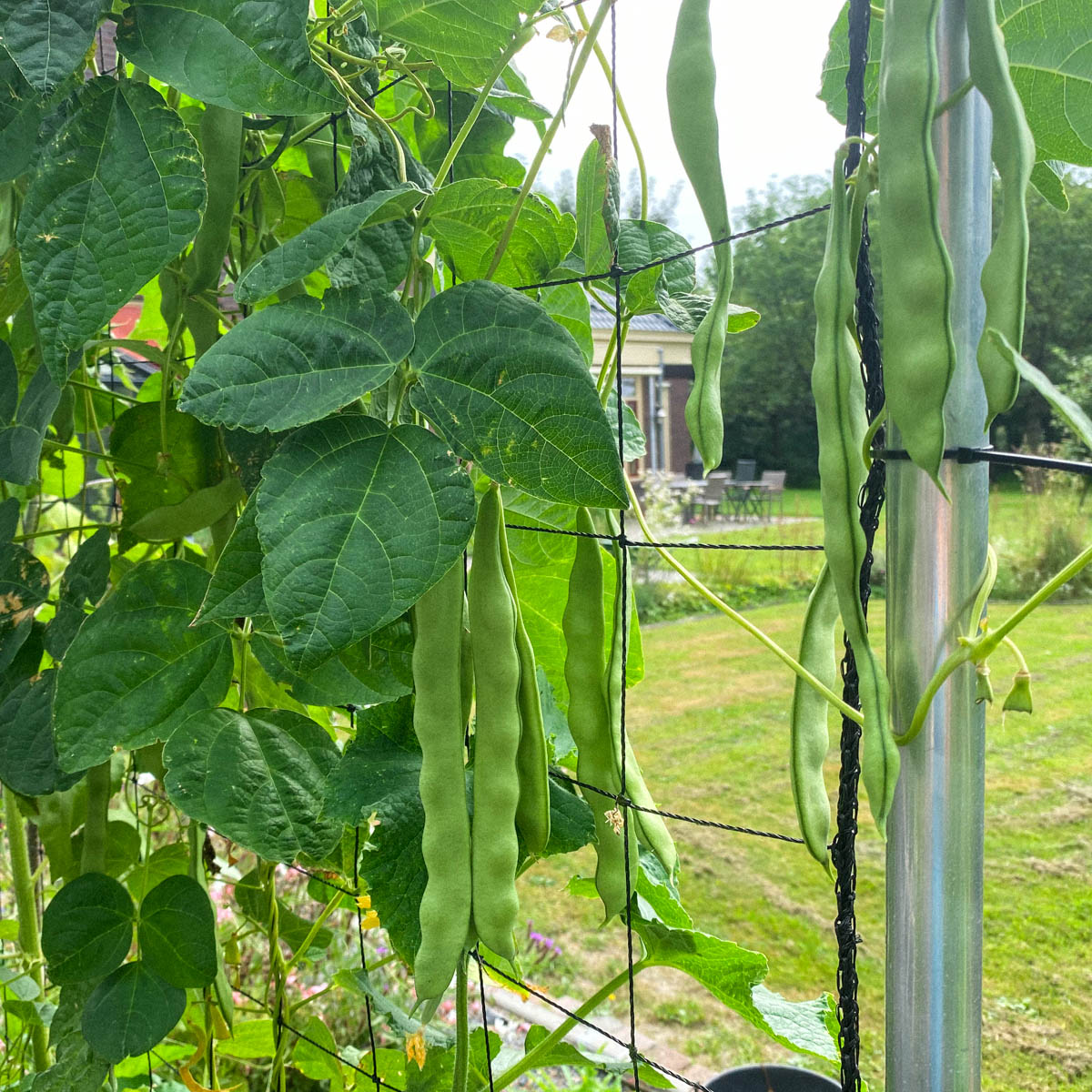 Snijbonen in de Makkelijke Moestuin