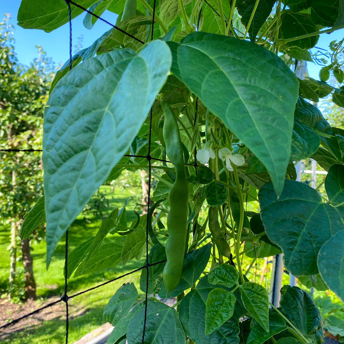 Snijbonen in de Makkelijke Moestuin