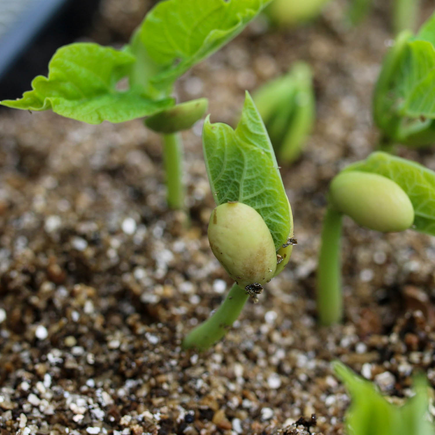 Pre-sprouting bacon beans for the Planty Garden