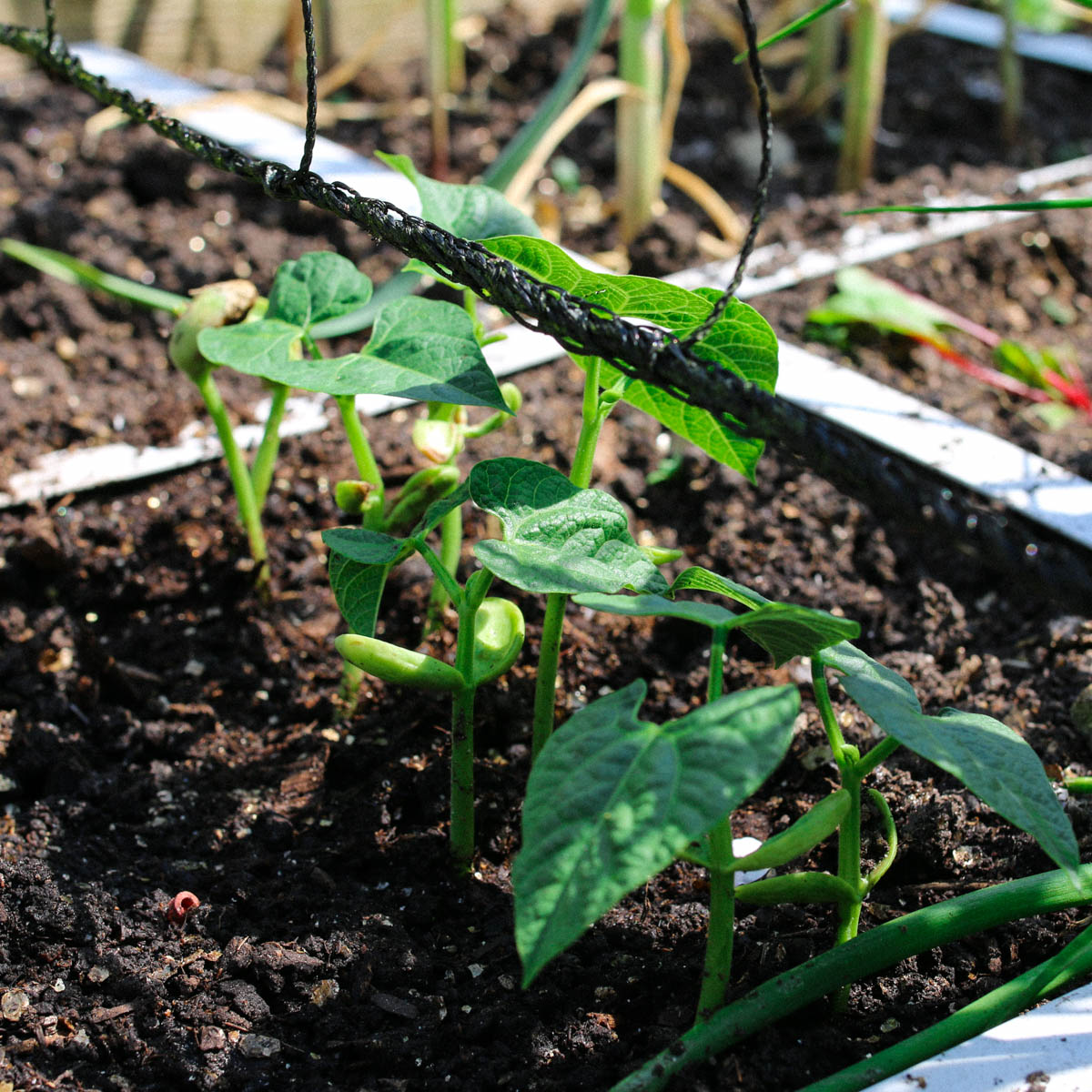 Young bacon bean plants emerging beside a trellis
