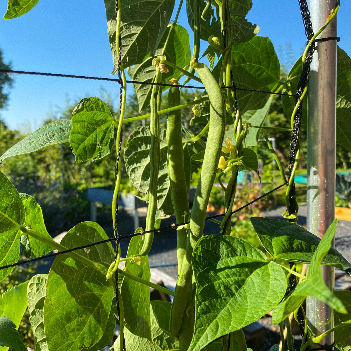 Harvest-to-harvest bacon beans in the Planty Garden