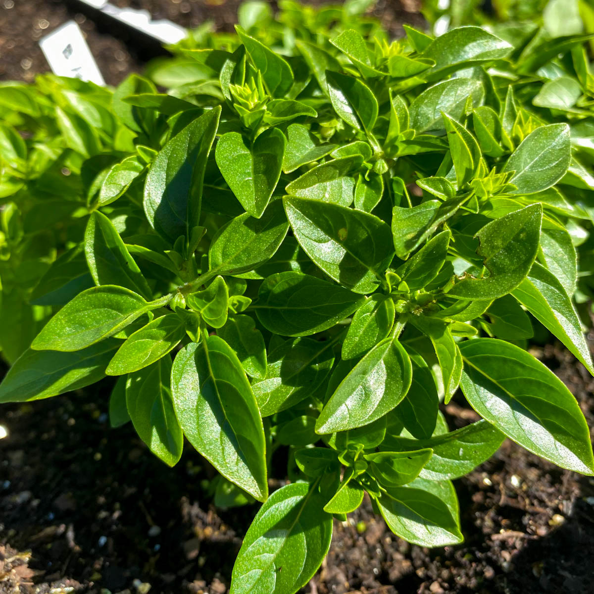 Basil is great for your health