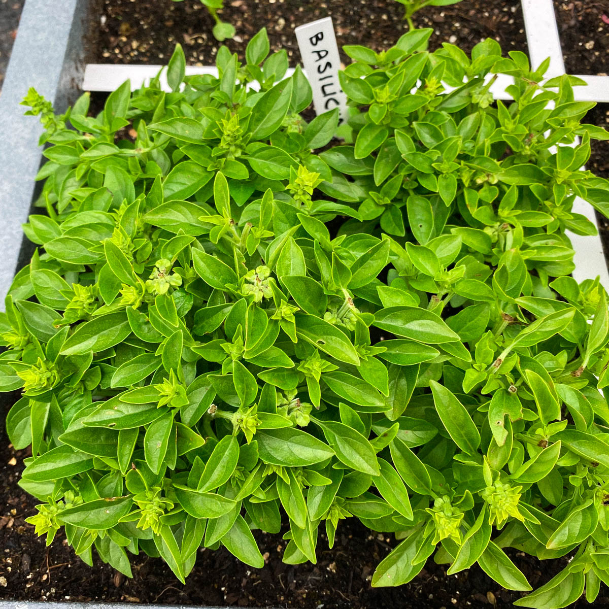 4 big bushy basils in a square patch