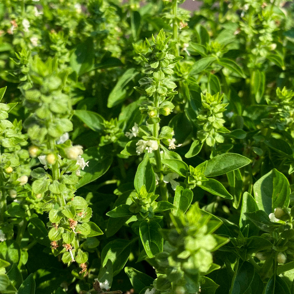 Blooming bush basil in a Planty Garden