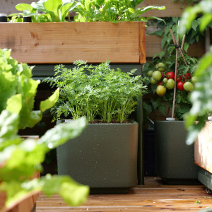Moestuinpot