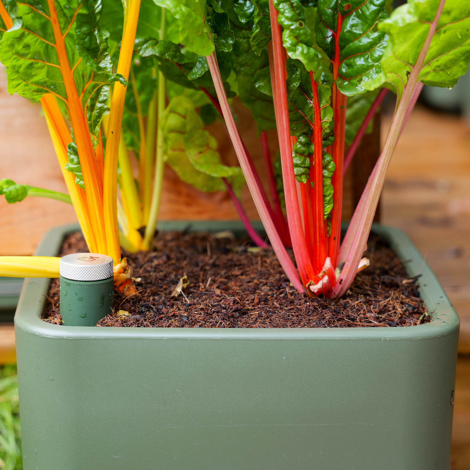 Moestuinpot