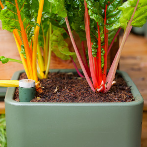 Moestuinpot