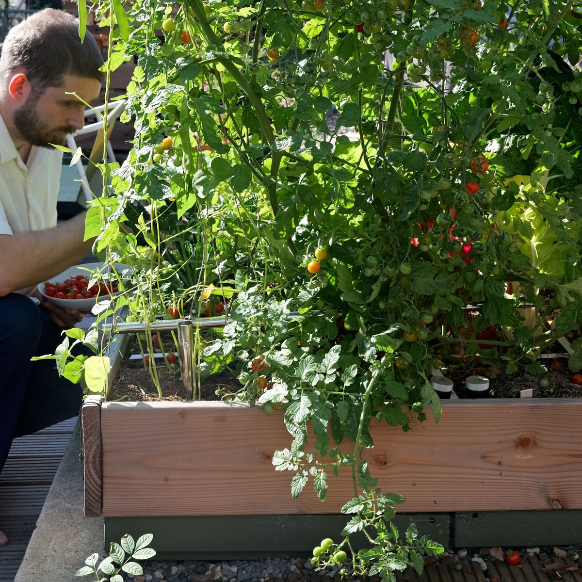 Volop oogsten uit mijn verwaarloosde moestuinbakken