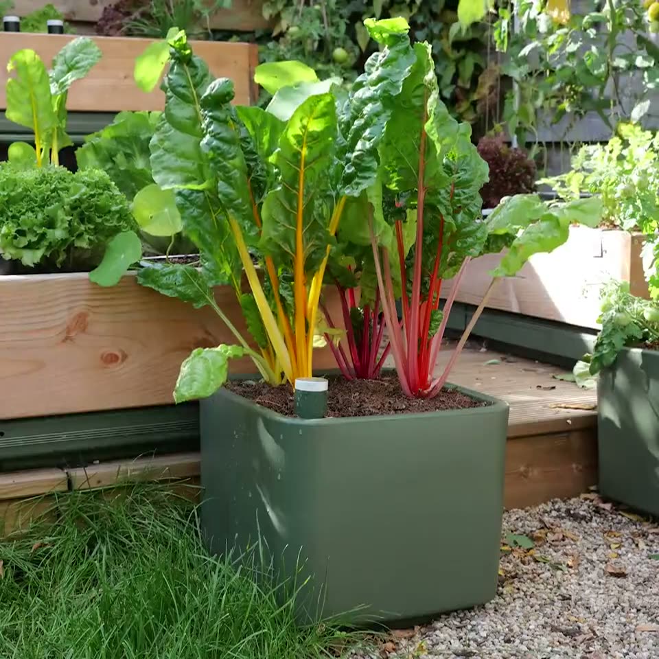 Moestuinpot startpakket knoflook