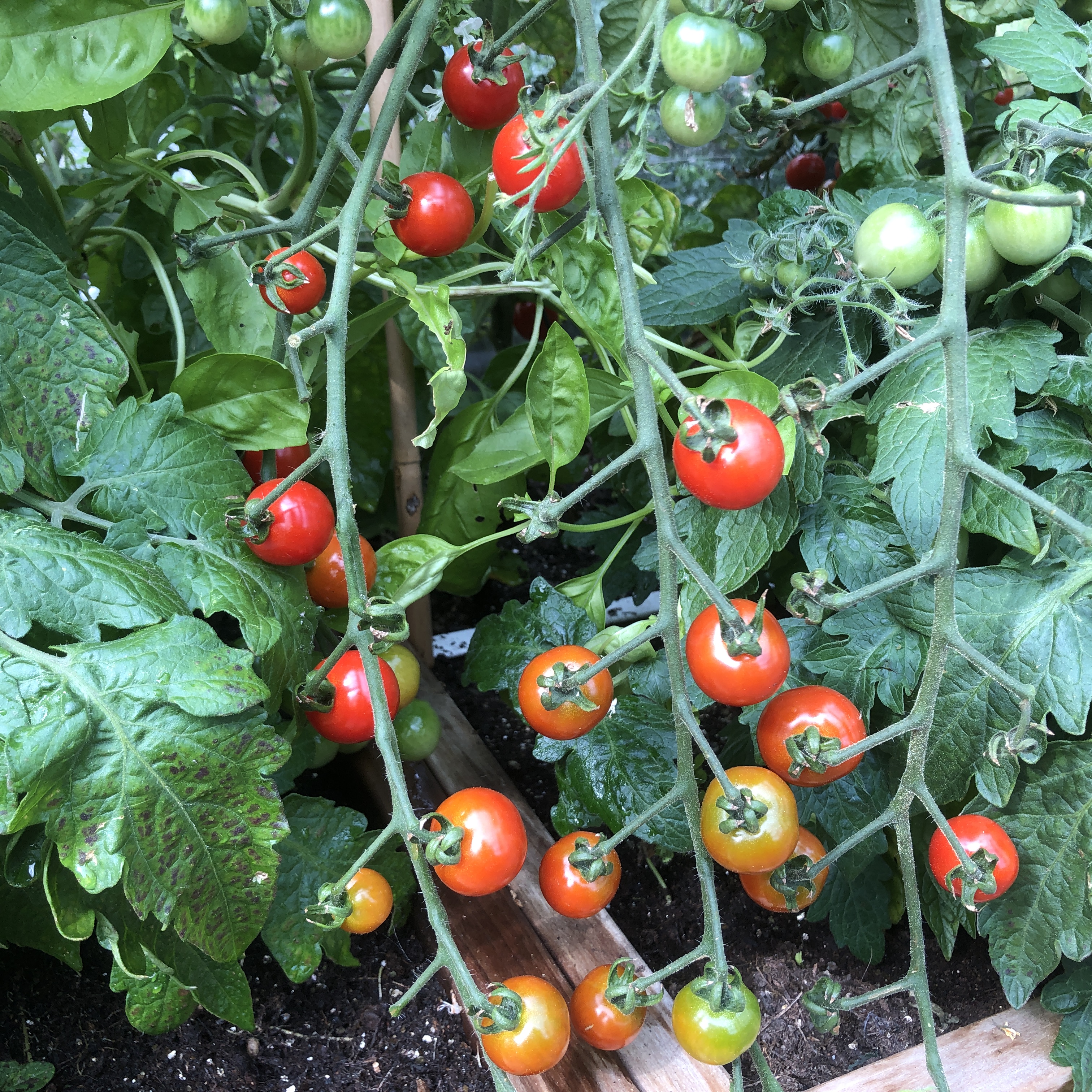 Tall cherry tomato plant with long trusses of fruit
