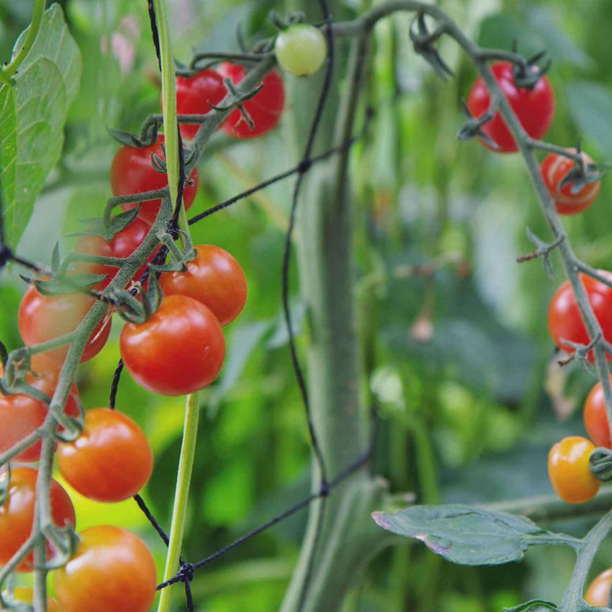 Tall cherry tomato plant growing beside a trellis