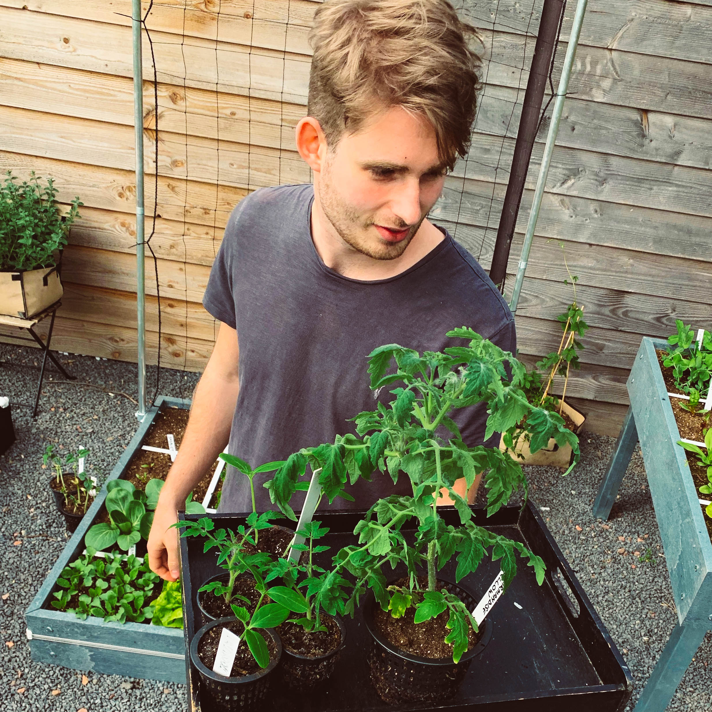 Young tomato plants being hardened off outdoors