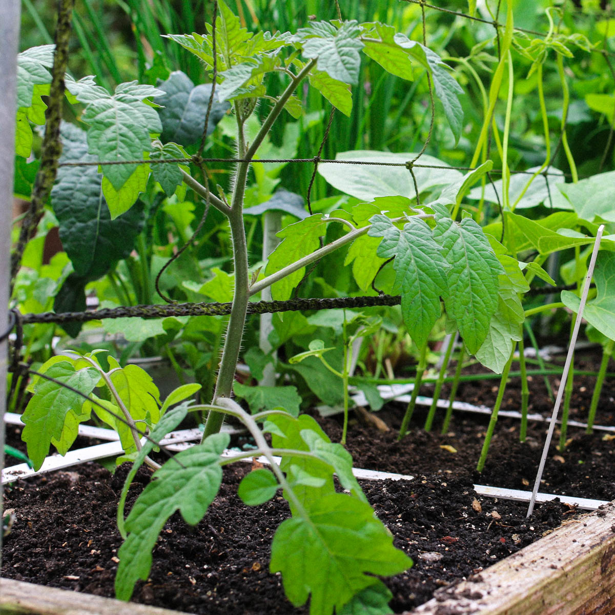 Young cherry tomato plant newly planted beside a trellis