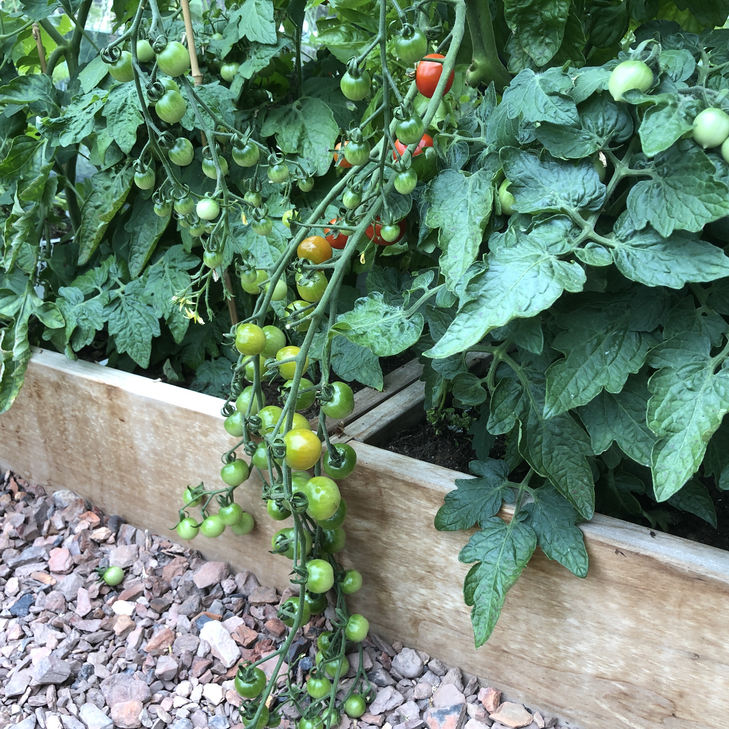 Long trusses of cherry tomatoes on a tall plant
