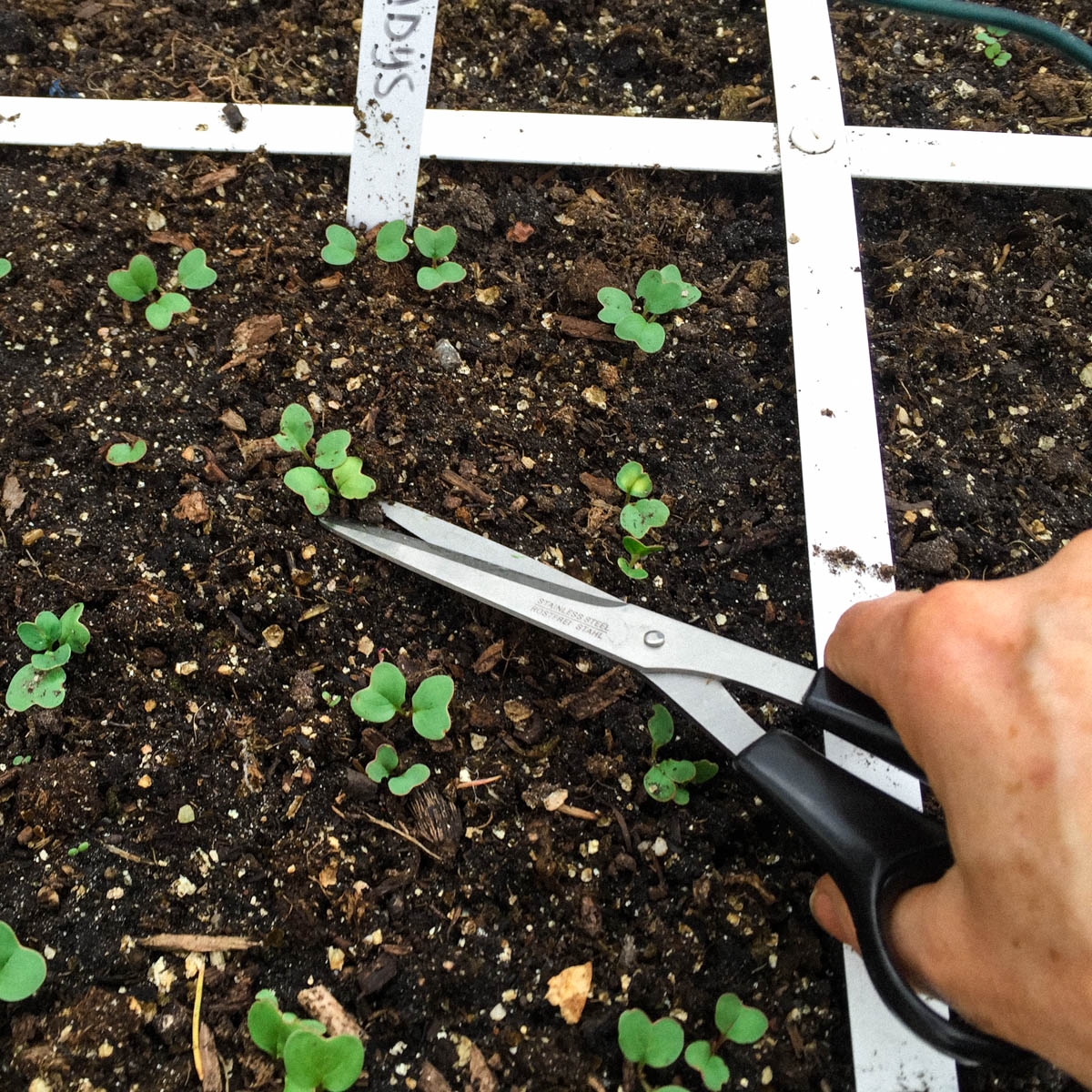 Thinning out radishes is important so they have room to grow