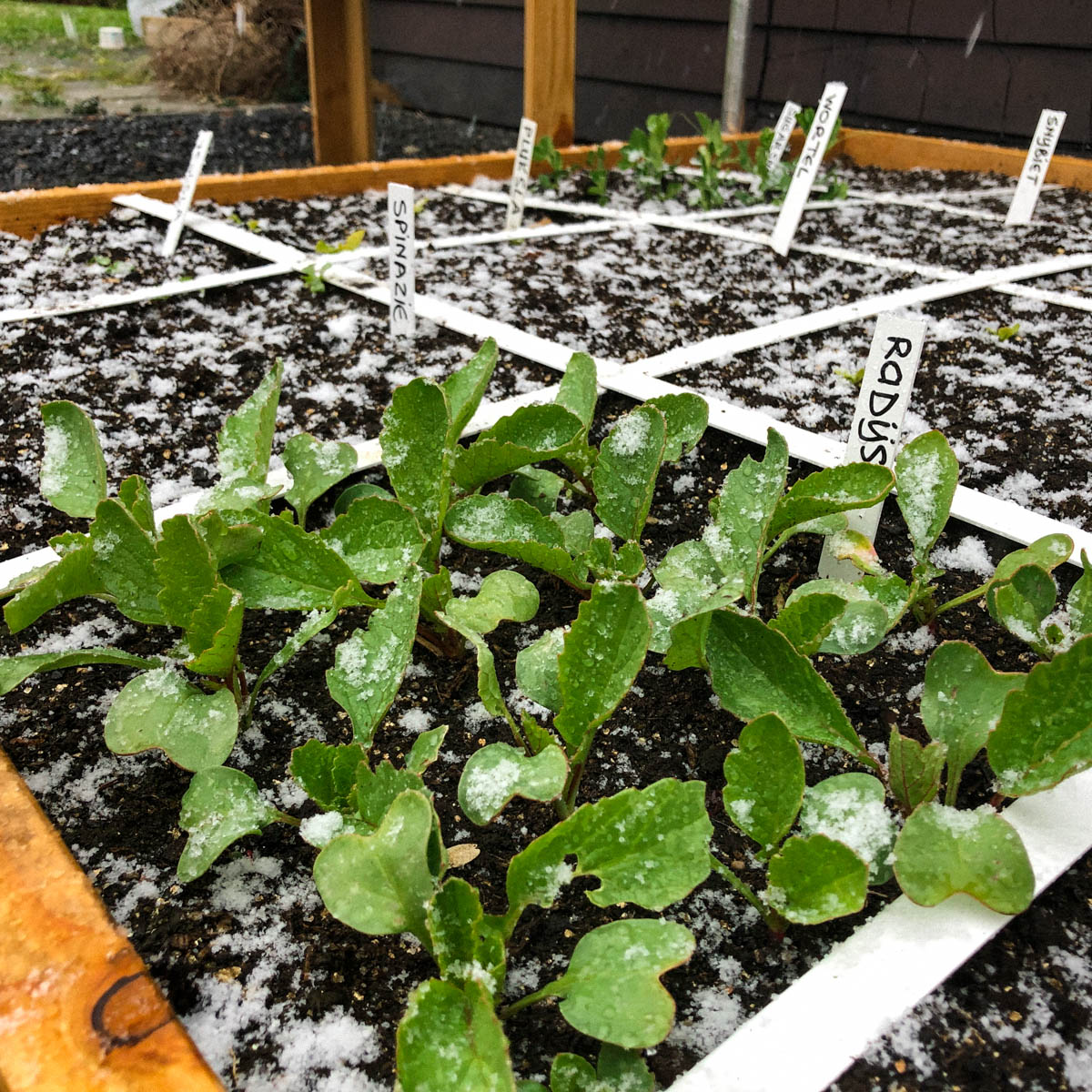 Radish plants in the snow in the Makkelijke Moestuin