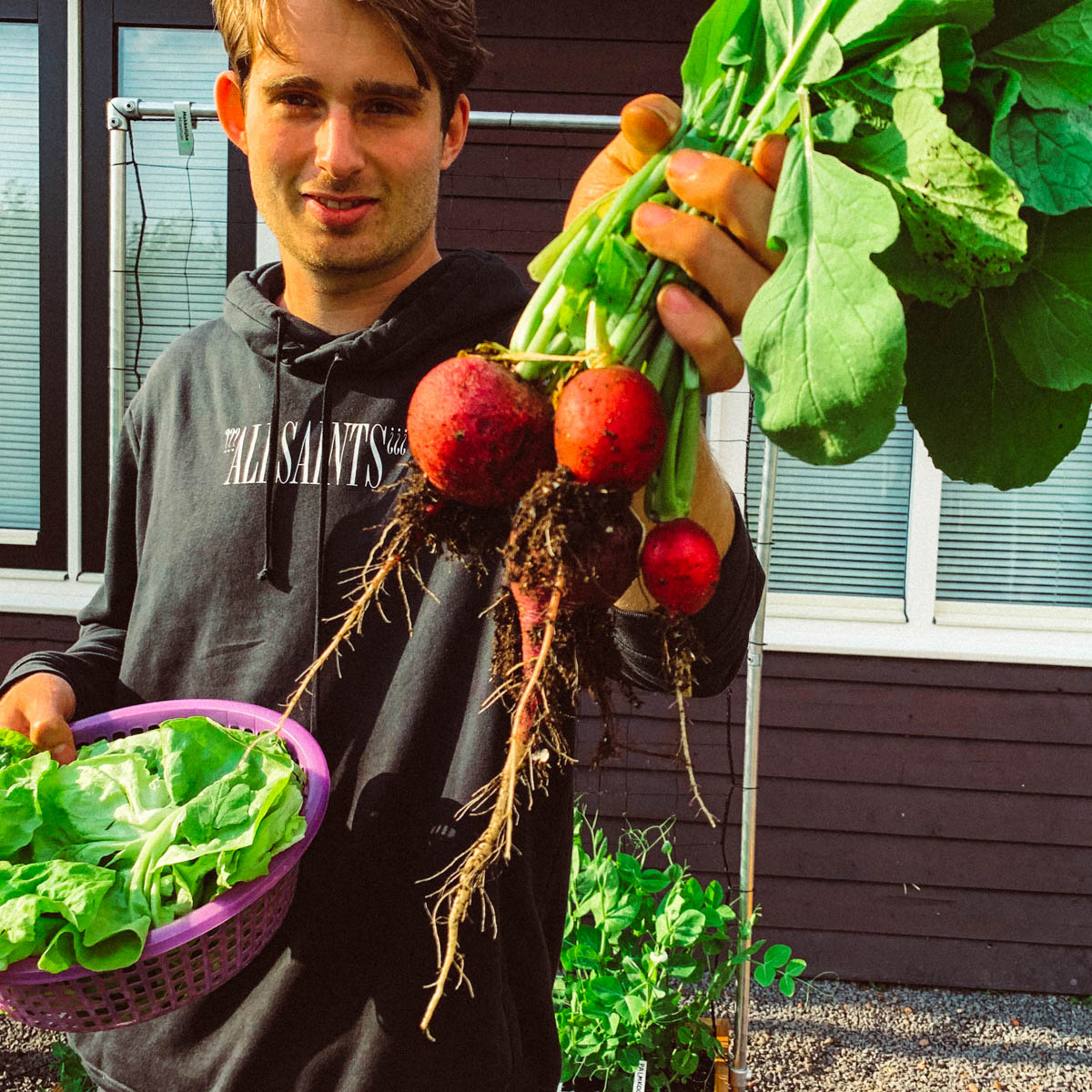 The last radishes harvested from the Makkelijke Moestuin
