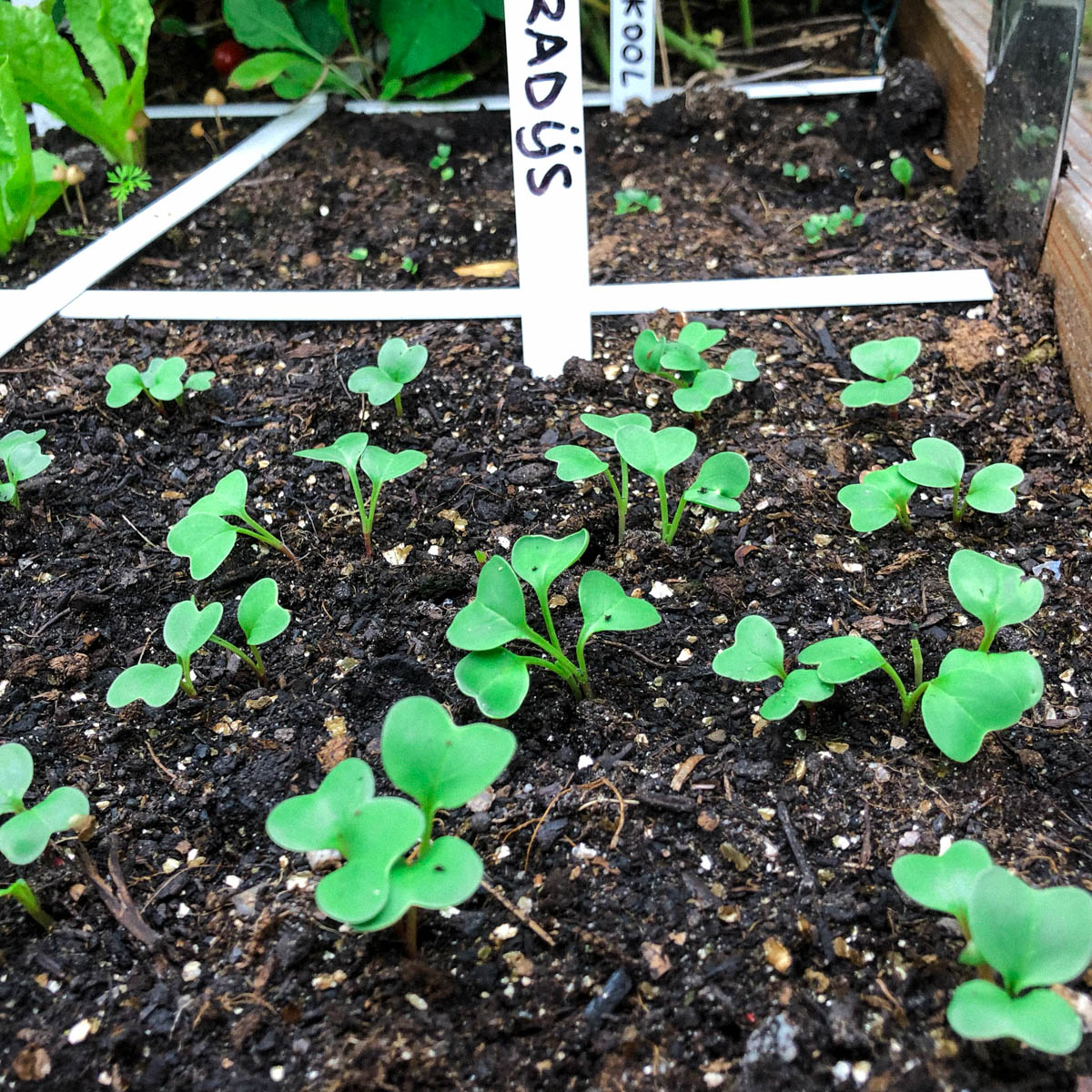 Radish seedlings in the Makkelijke Moestuin
