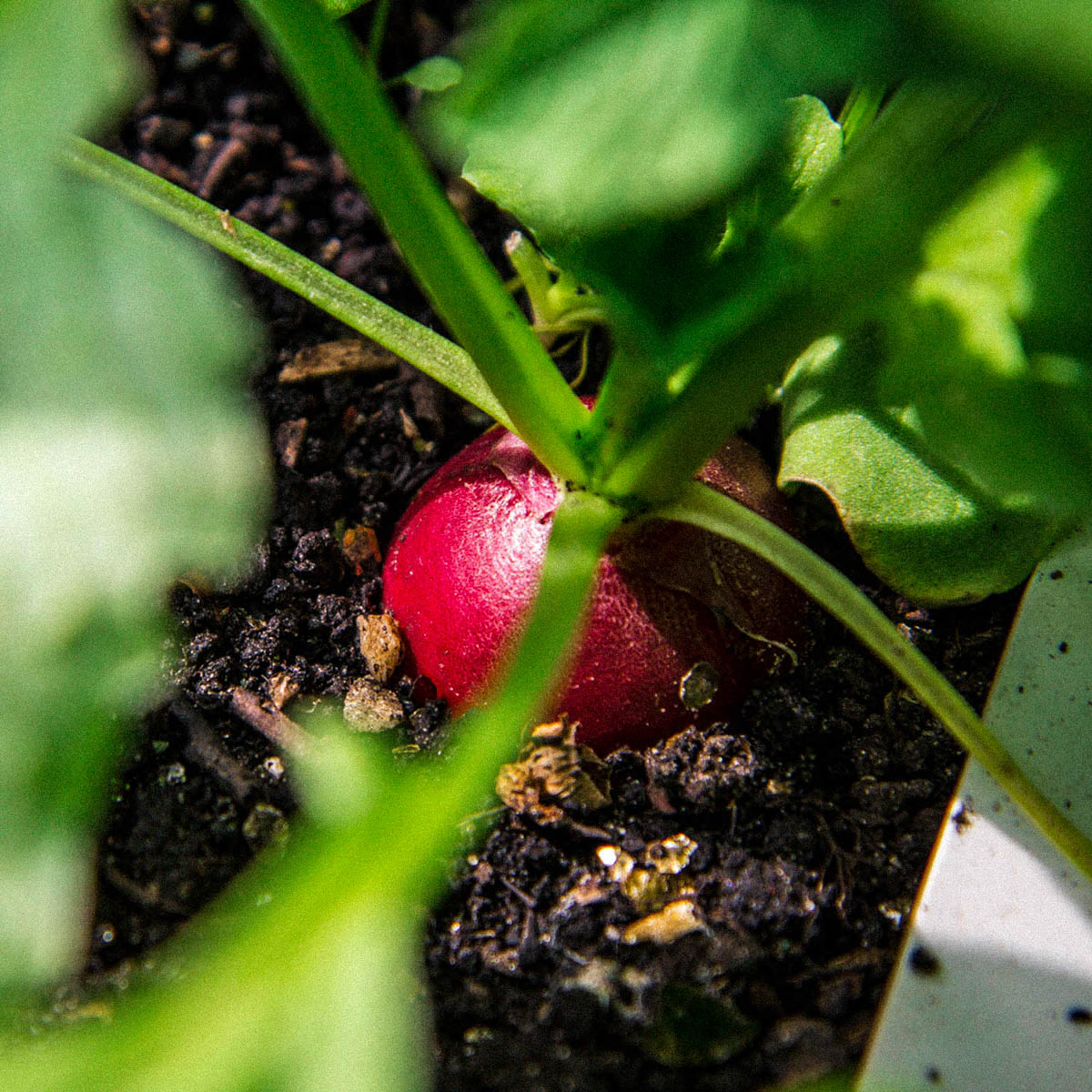 Radish in the Makkelijke Moestuin