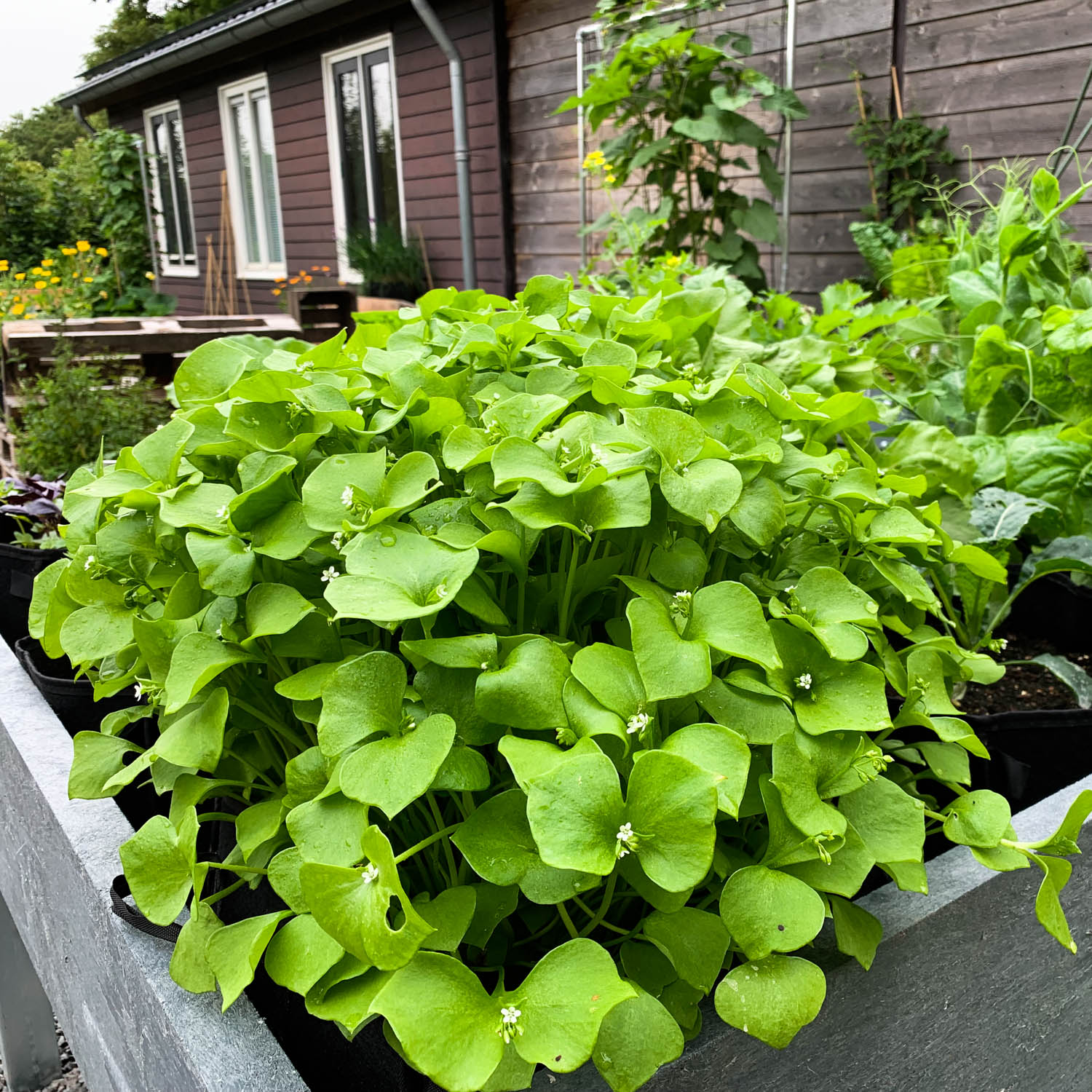 Winterpostelein in de Makkelijke Moestuin