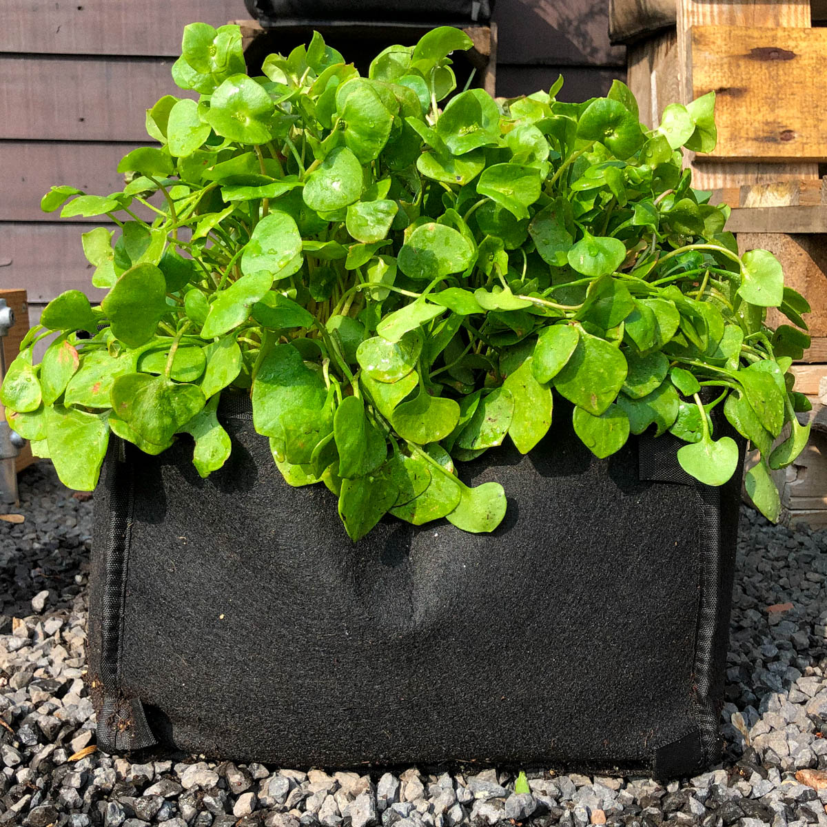 Winterpostelein in een mini-Makkelijke Moestuin