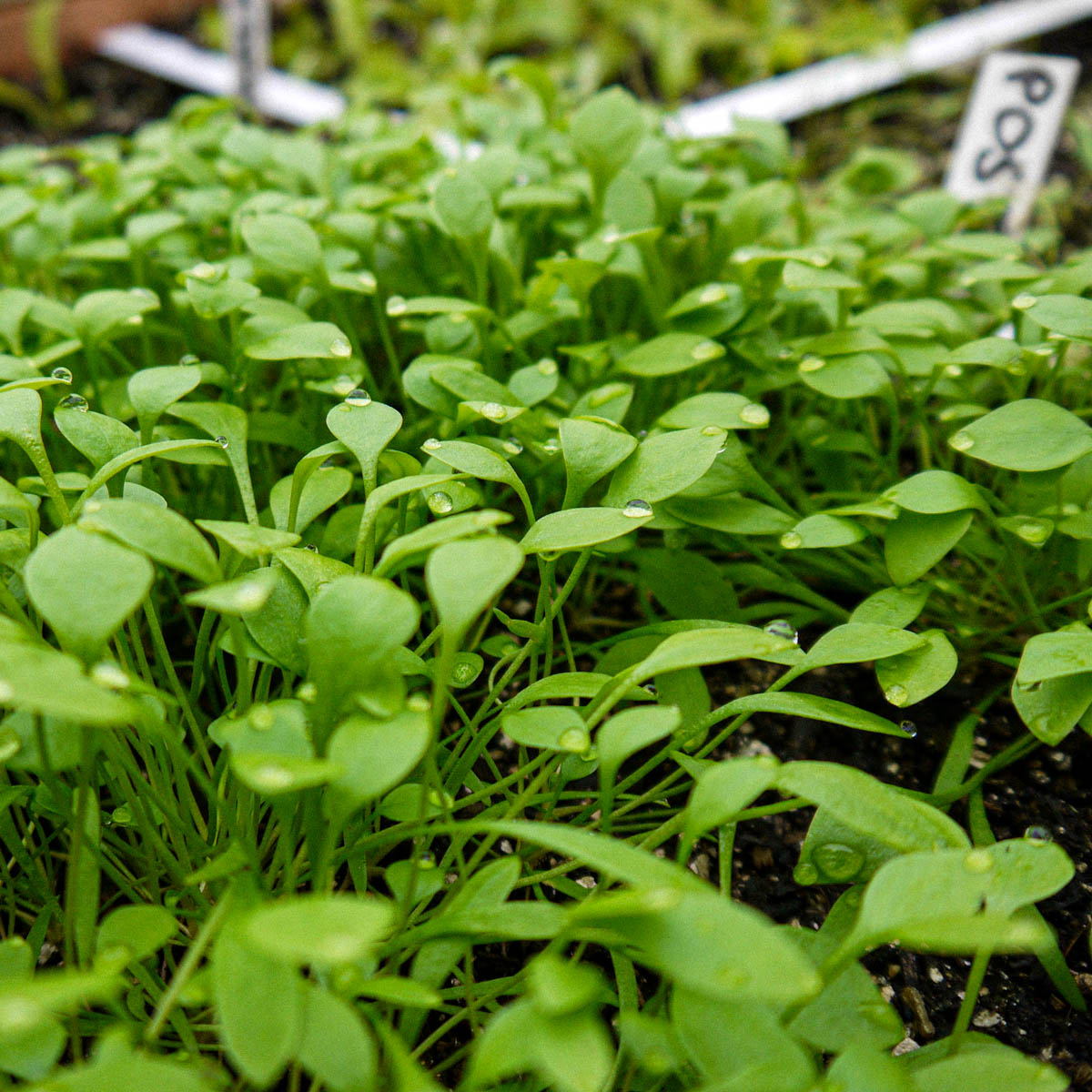 Jonge winterpostelein plantjes
