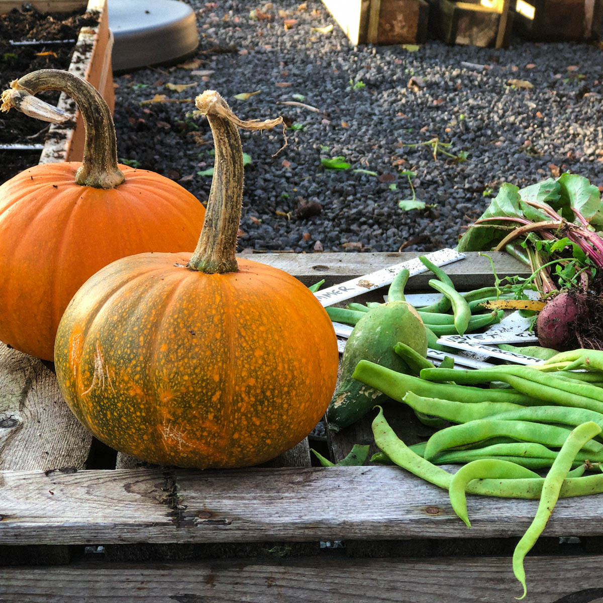 Small orange baby pumpkin ready to harvest