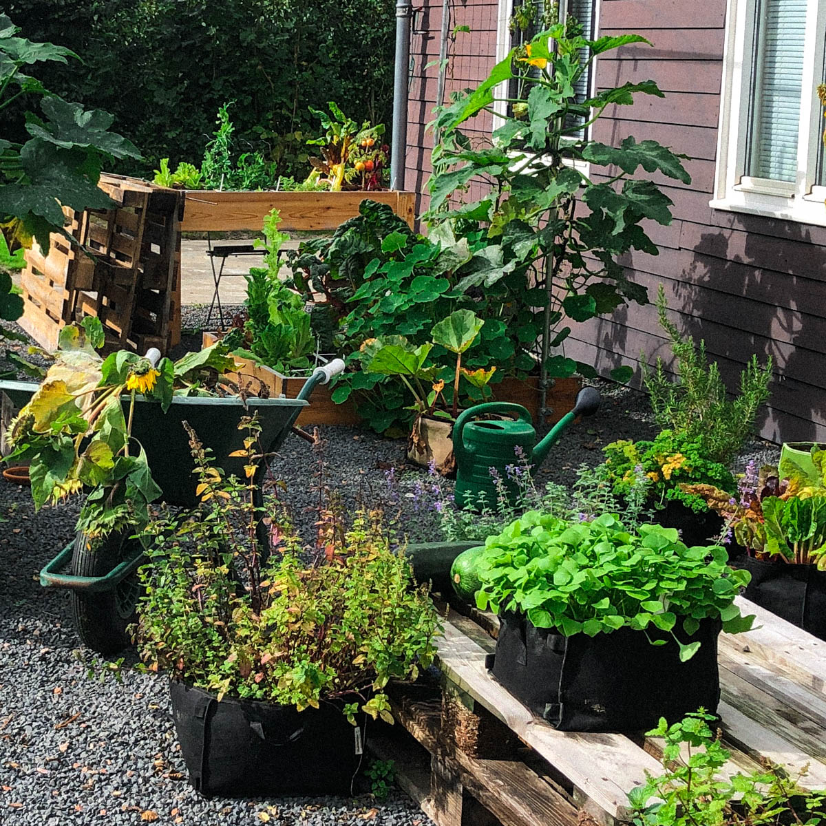 Beetje opruimen in de herfstmoestuin